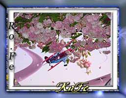 Fioei rosa fiori di pescoooo